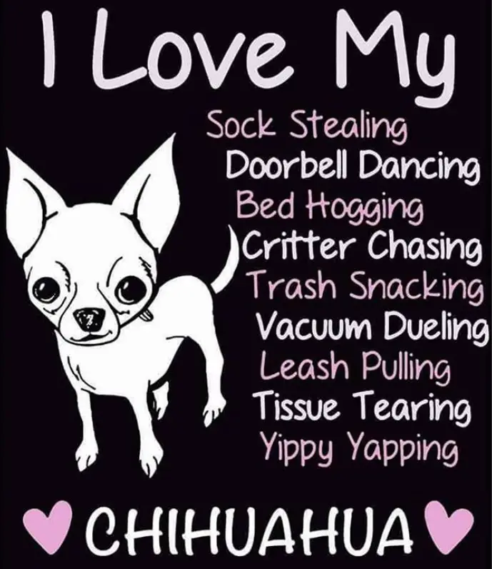 outline of Chihuahua with a saying 