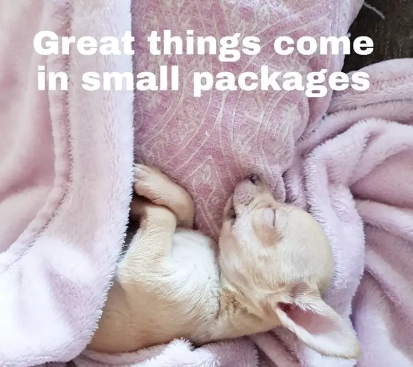Chihuahua sleeping on the bed photo with a text quote 