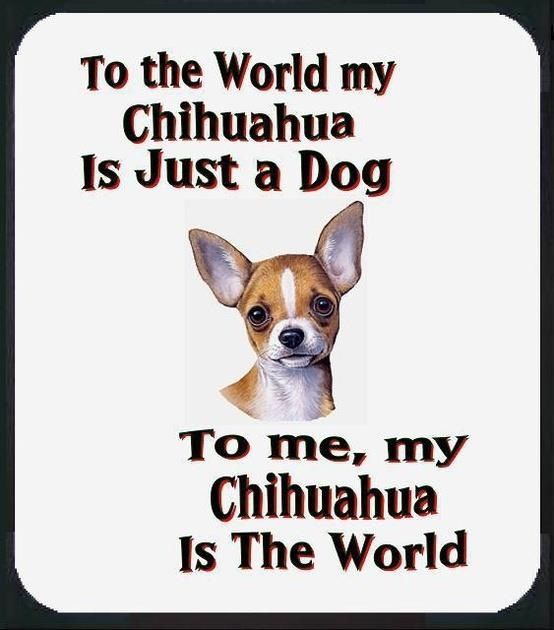 animated face of a Chihuahua and a quote 