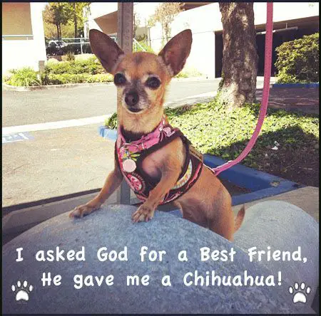 Chihuahua standing up against the table photo with a quote 