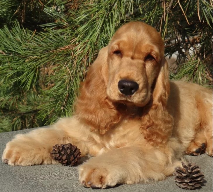 male cocker spaniel