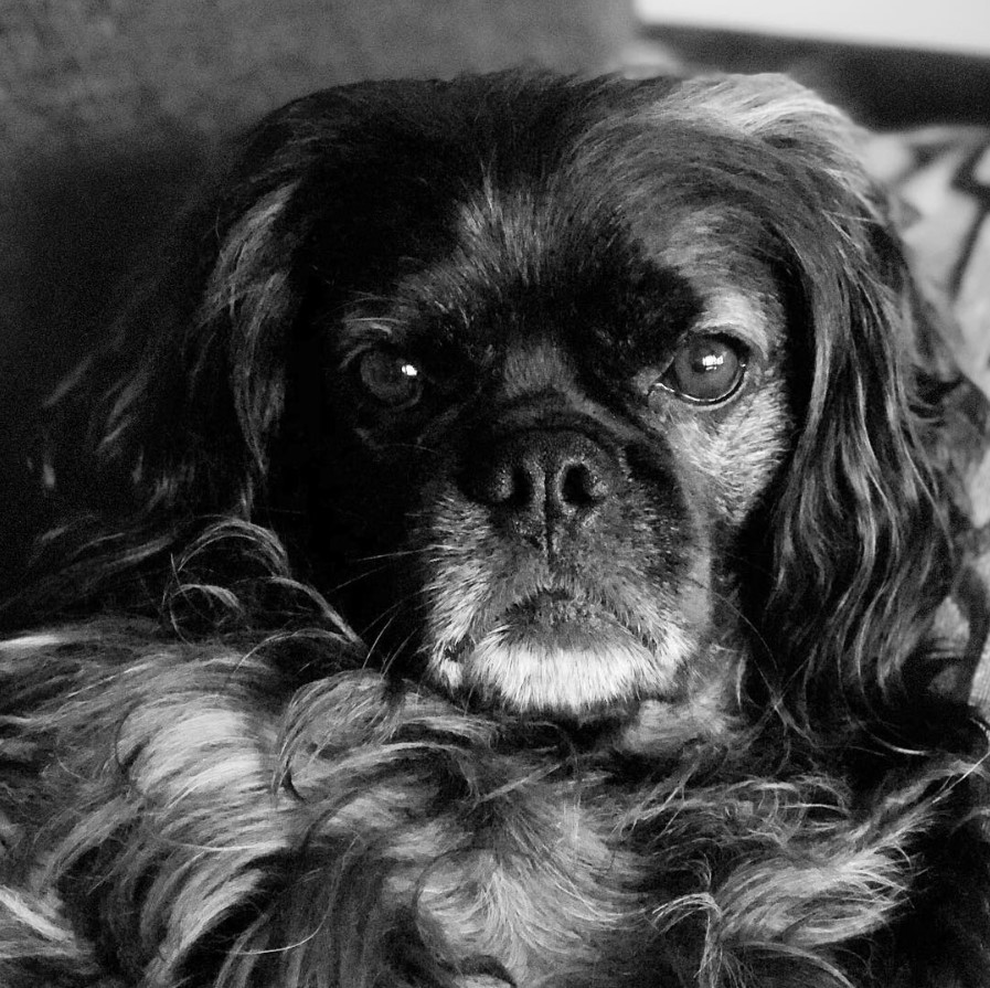 black and white photo of a long haired Cocker Pug