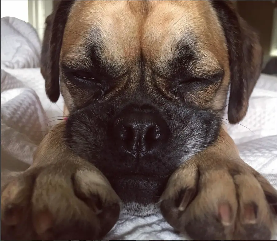 A Cocker Pug lying on the bed with its face in between its paws