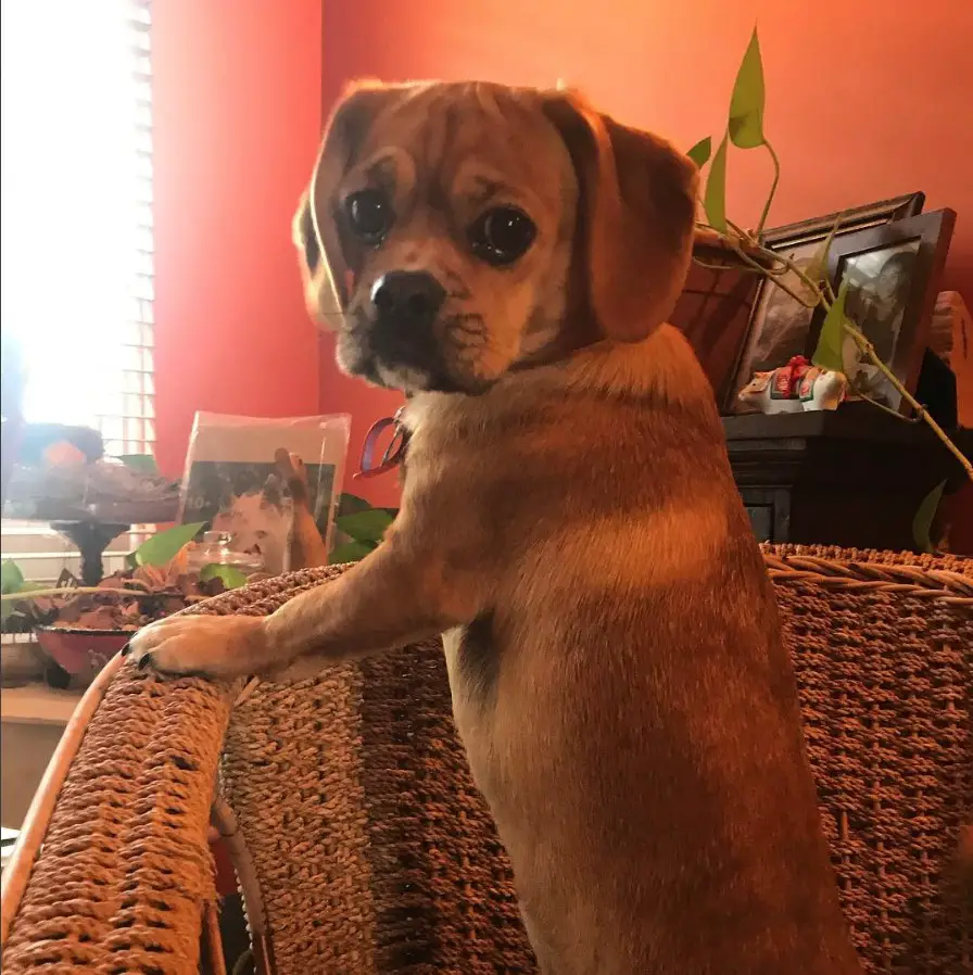 A Cocker Pug standing up on top of the chair