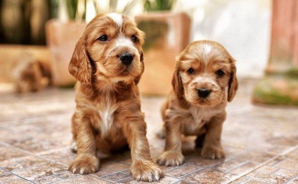 famous cocker spaniel names
