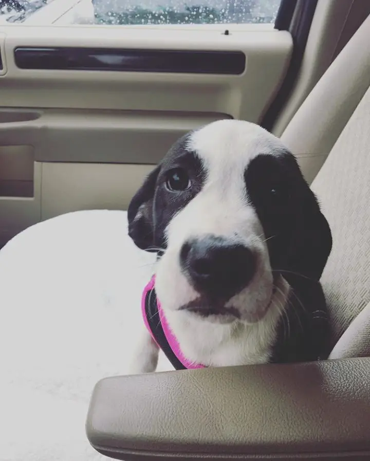 A Corgi Basset puppy sitting in the passenger seat inside the car