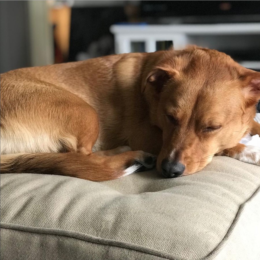 a Corgi Basset sleeping soundly on its bed