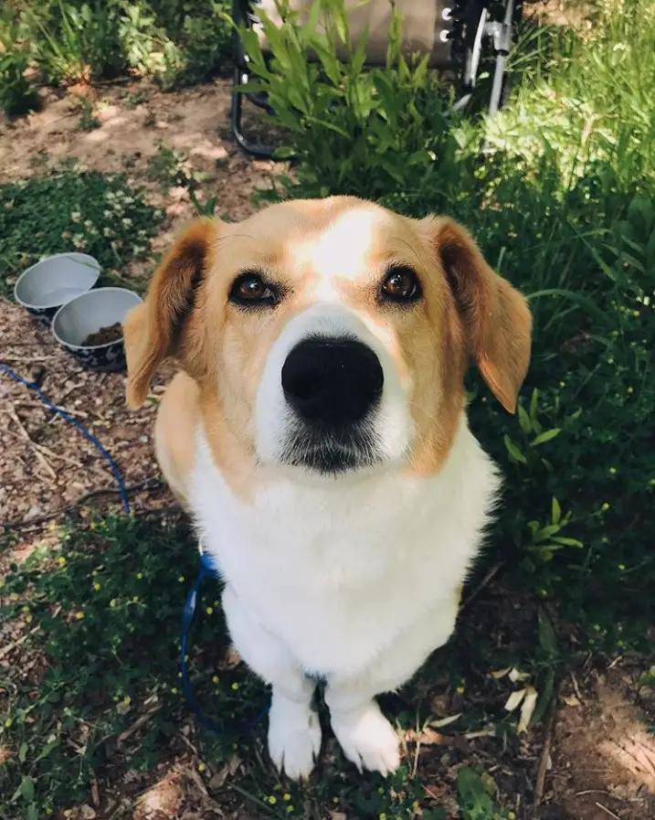 A Corgi Basset sitting in the garden with its begging face