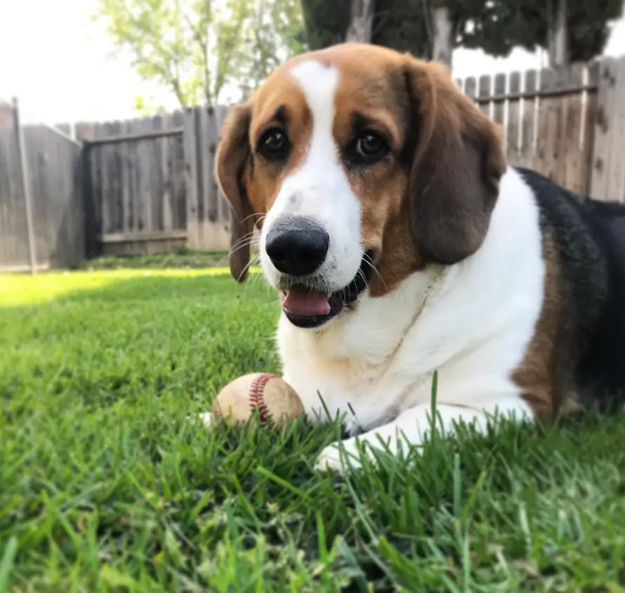 A Corgi Basset lying in the yard with its ball