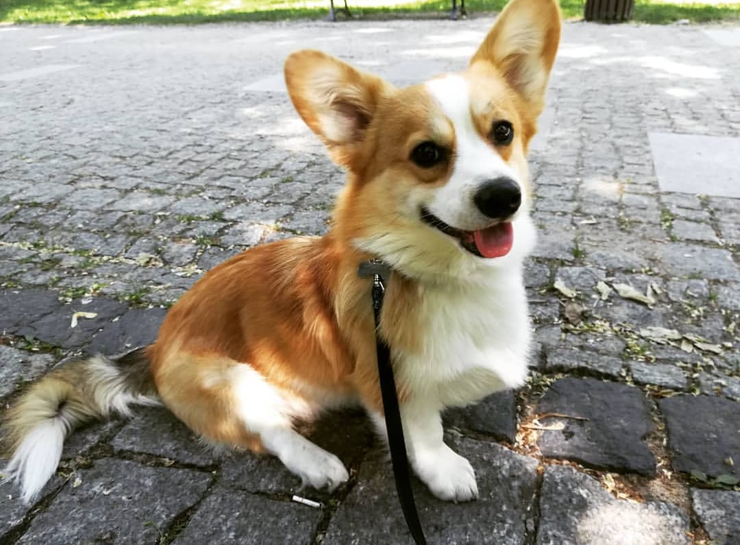 A Corgi name Mercury sitting on the pavement at the park