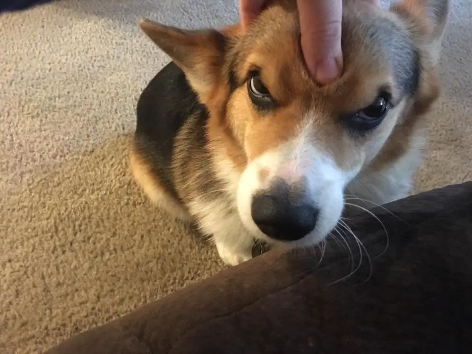 A Corgi named Paisley with its forehead being pressed by a person which made him look angry