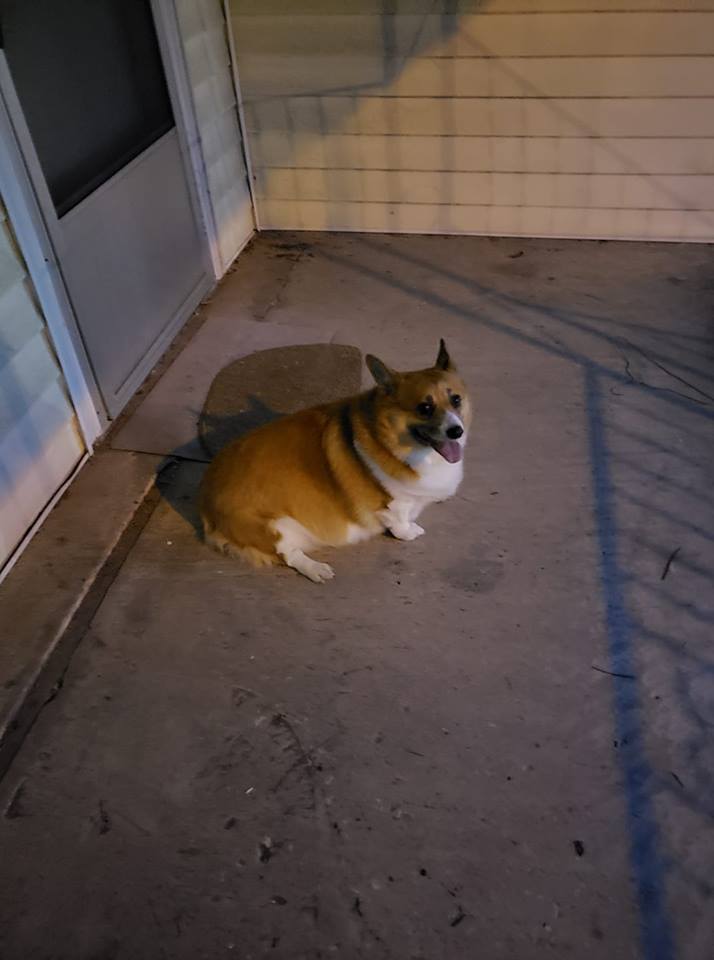 A Corgi named GIGI sitting on the floor