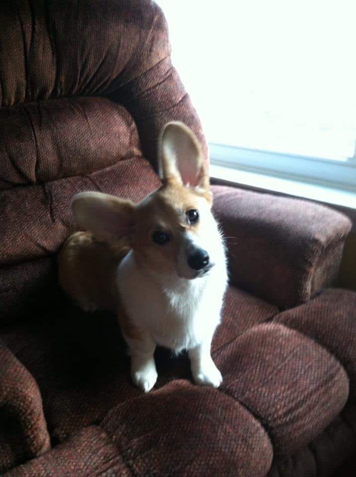 A Corgi named Chloe from Maryland sitting on the couch