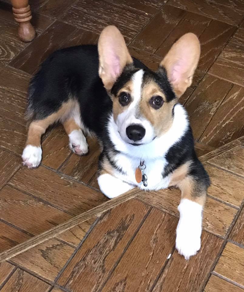 A Corgi named Finley from Missouri lying on the floor while looking up with its adorable face