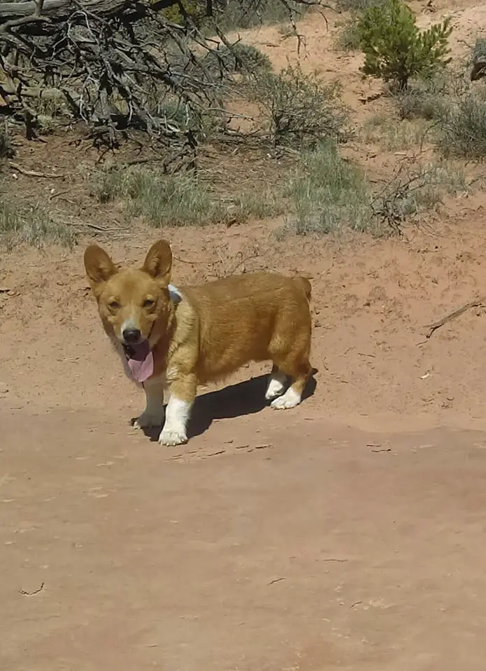 A Corgi named Jones Ranch from New Mexico standing in the desert
