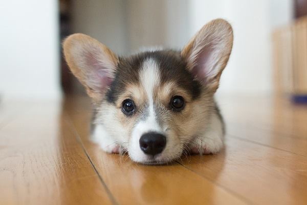 A Corgi named Lola lying on the floor with its adorable face