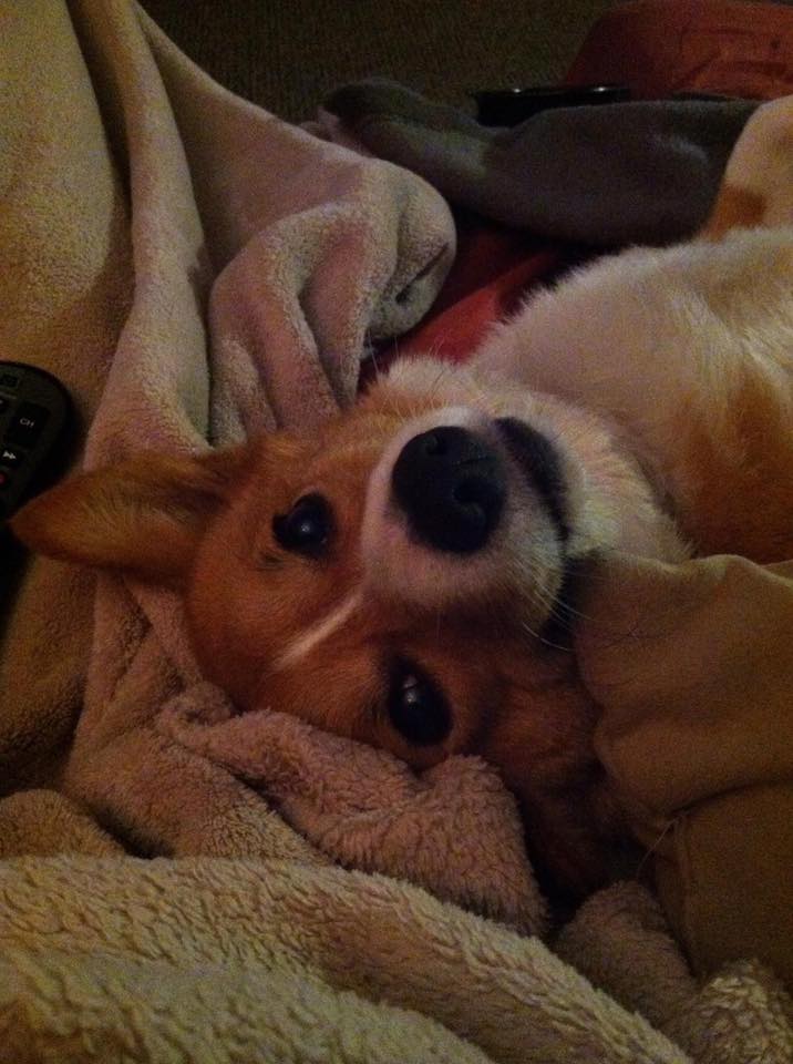 A Corgi named k.c. from Massachusetts snuggled in bed