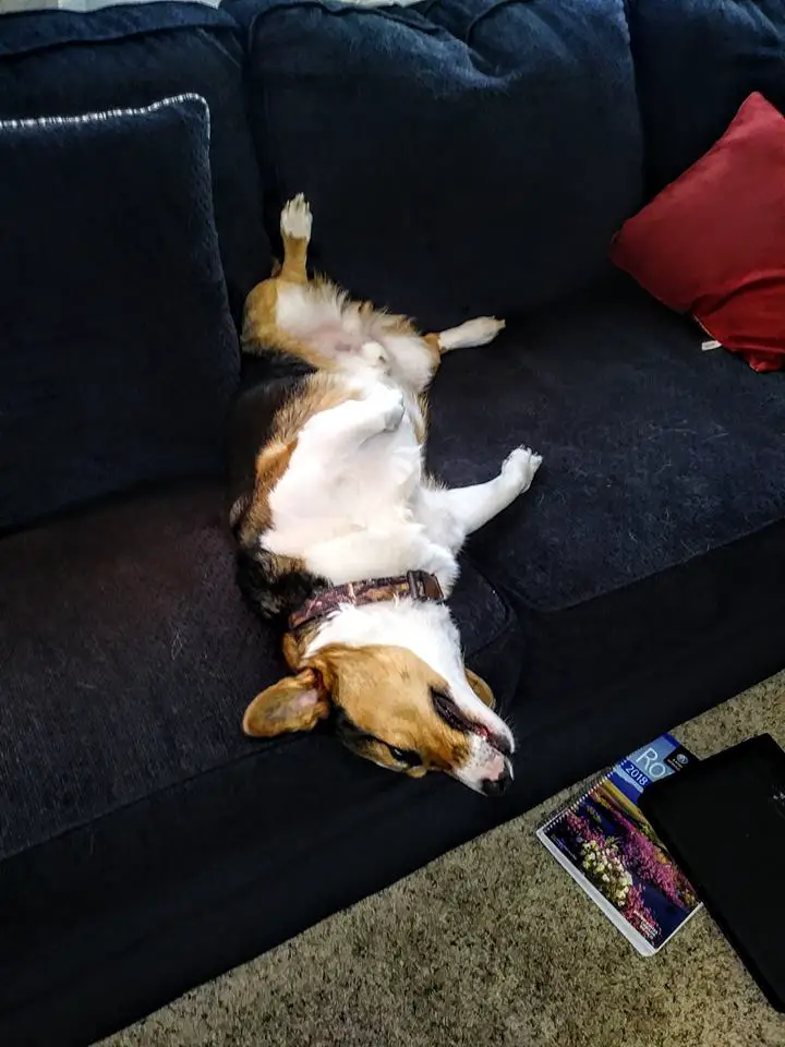 A Corgi named Wompus lying on the couch