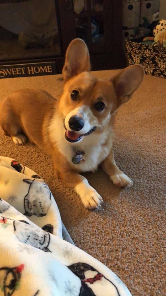 A Corgi named Kentucky lying on the floor while smiling