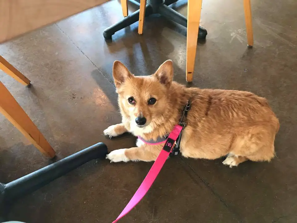 A Corgi named Maggie at Fetch Bistro in Wichita, KS lying on the floor