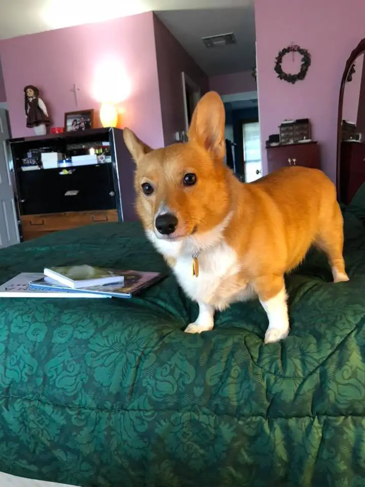 A Corgi named Paddy from Louisiana standing on the floor