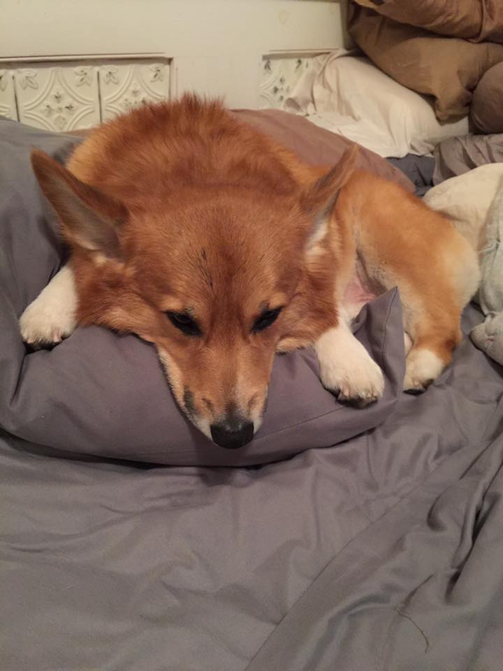 A Corgi named Van lying on top of the pillow