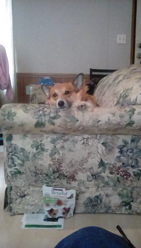 A Corgi named Mr Tuck sitting on the couch