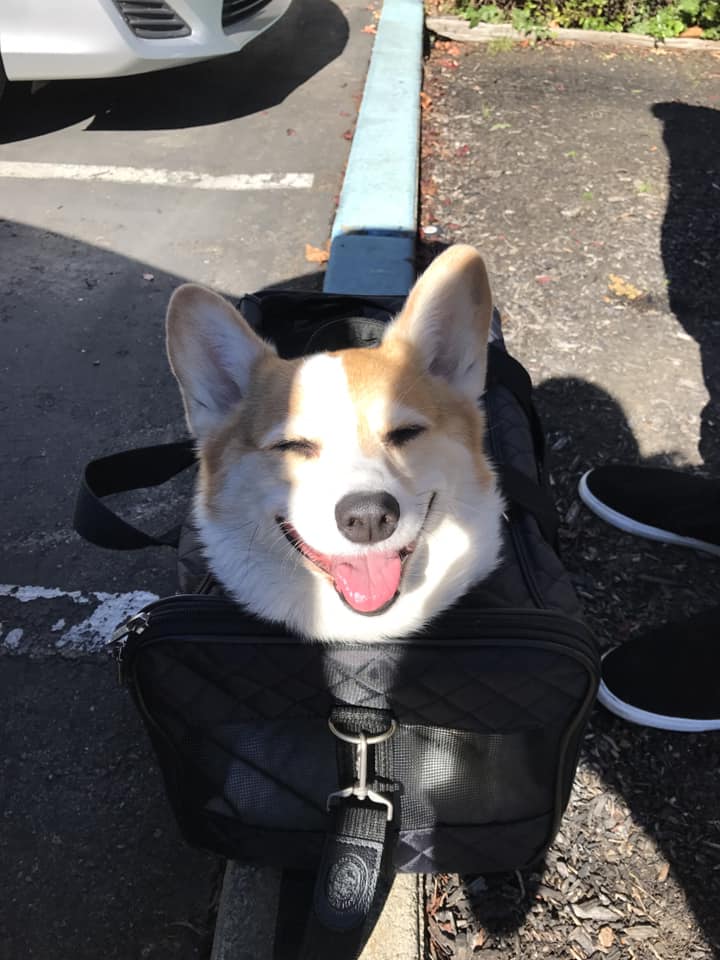 A Corgi named Buffy inside a bag with its head out and with sunlight on its smiling face
