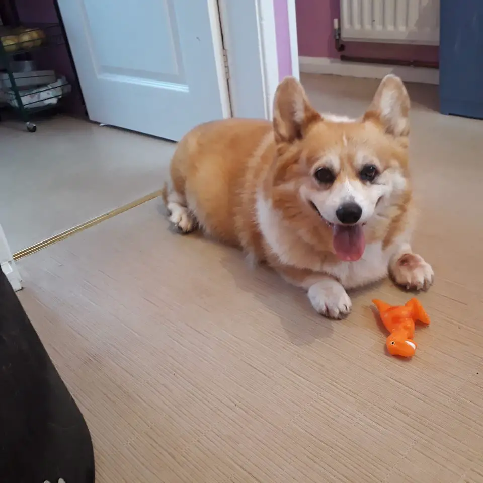 A Corgi named Milo lying on the floor with its chew toy