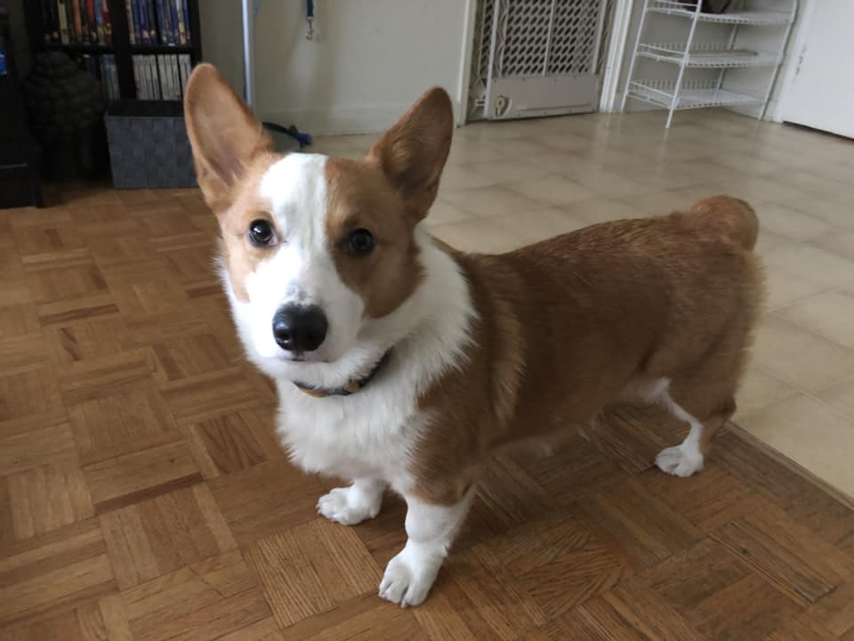 A Corgi named Sterling standing on the floor