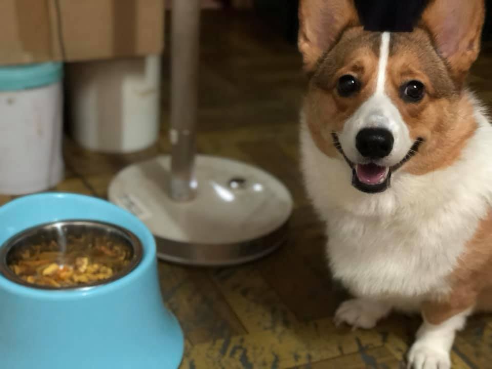 A Corgi named ArBu sitting on the floor next to its bowl while smiling