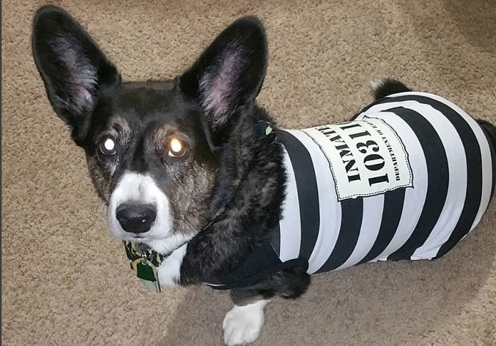 33 Corgi Pet Costumes Collection