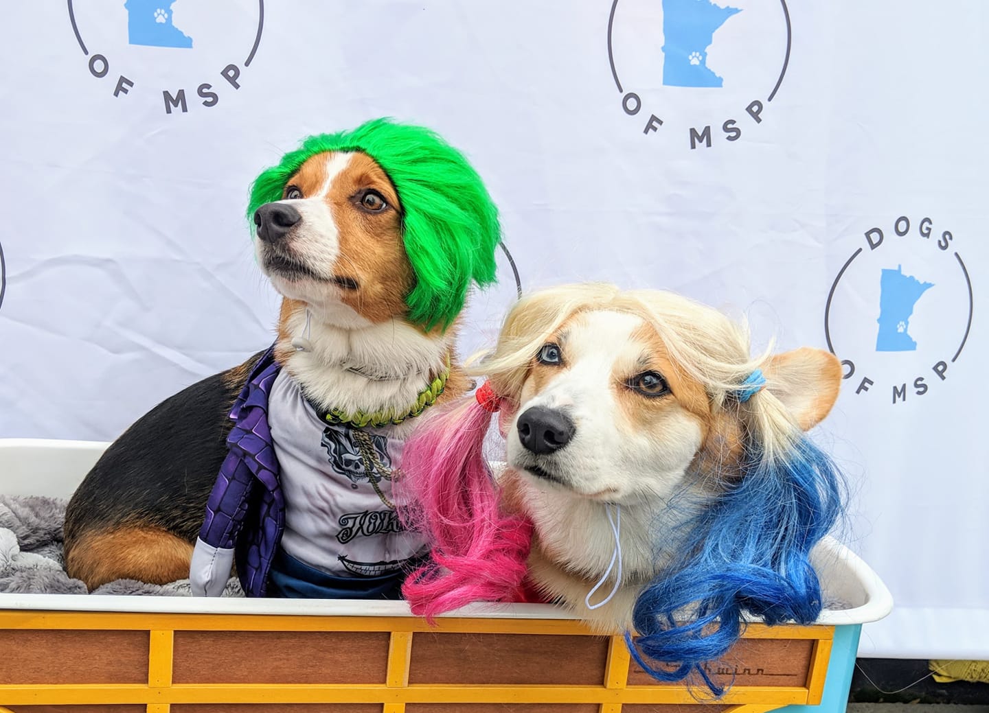 Two Corgis named Wigglebutt and Bubblebutt in their Joker and Harley Quinn costumes