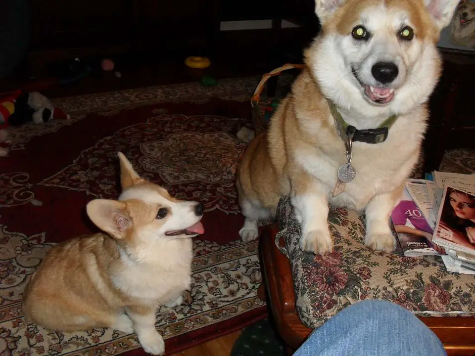 two Corgis named Kaydee and Tawny sitting on the carpet at night