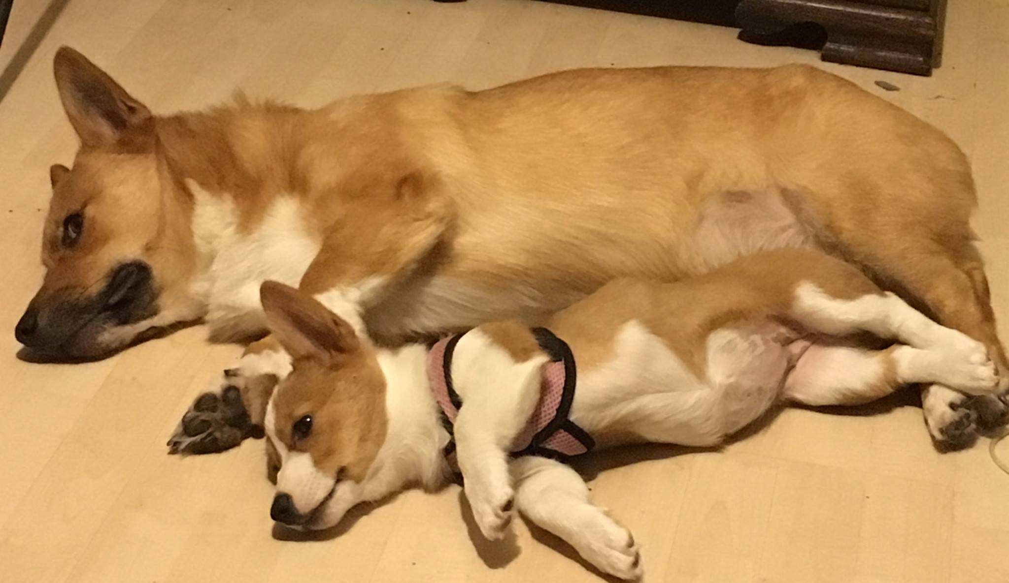 adult and puppy Corgis lying beside each other on the floor