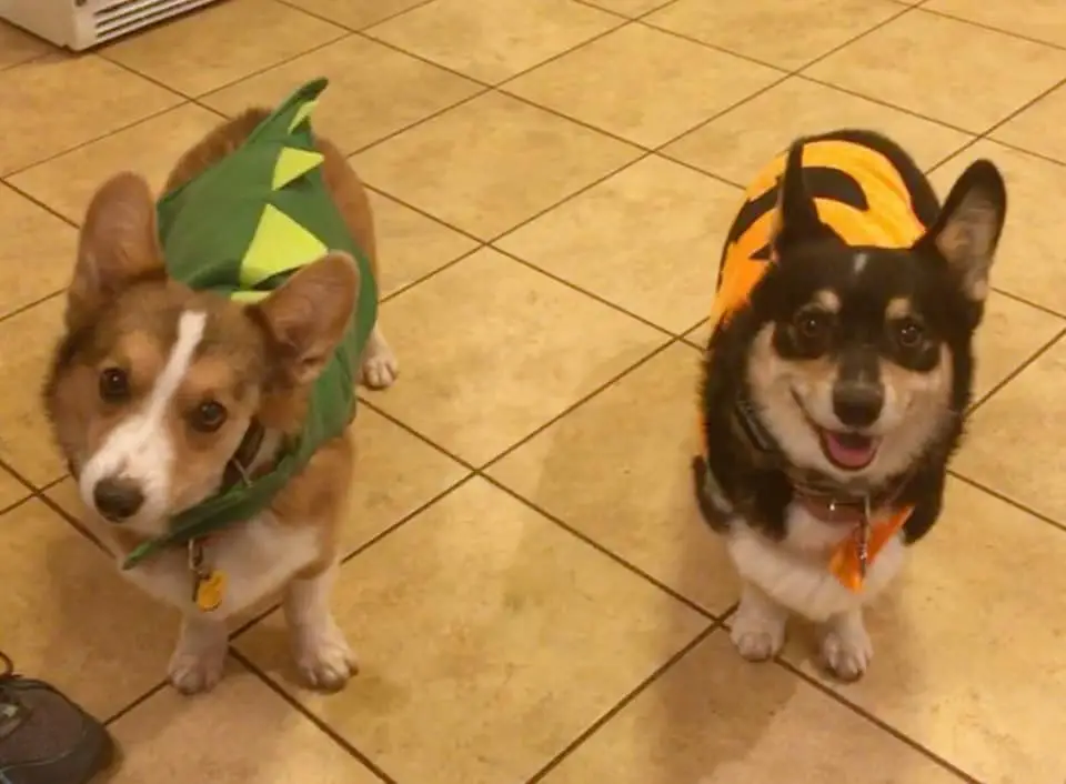 two Corgis named Cooper and Henry in their dinosaur and bee costume