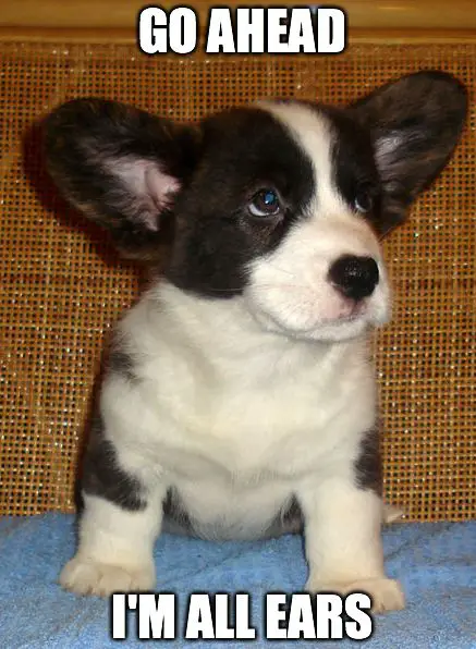 black and whit Corgi puppy sitting with both of its ears are up photo with a text 