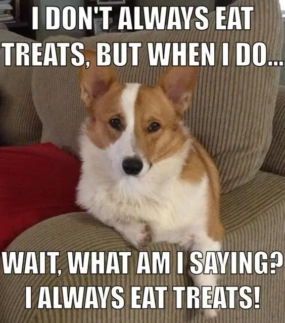 Corgi sitting on the couch photo with a text 