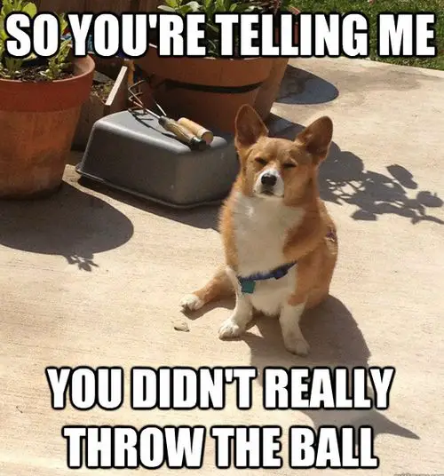 Corgi sitting on the floor while focusing its eyes photo with a text 