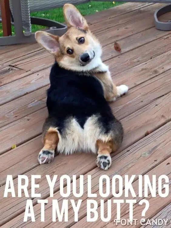 Corgi dog lying down flat on the floor while looking back at its butt photo with a text 