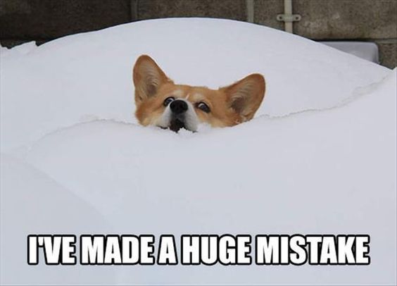Corgi buried in snow photo with a text 