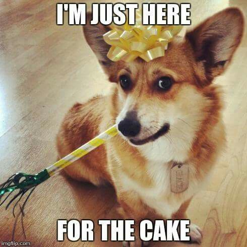 Corgi with a yellow ribbon on top of its head and trumpet stick in its mouth photo with a text 