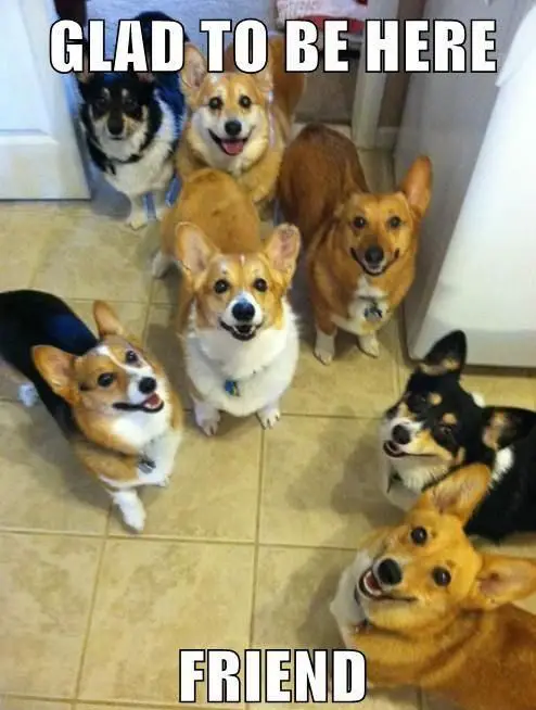 seven smiling corgis looking up waiting for their food photo with a text 