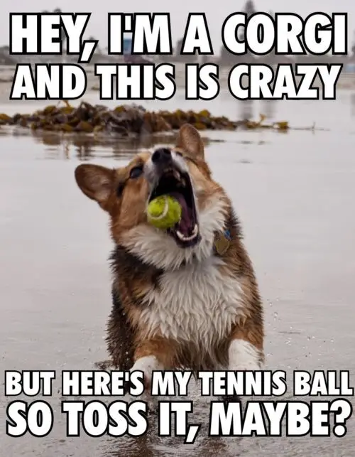 Corgi catching a tennis ball with its mouth photo with a text 