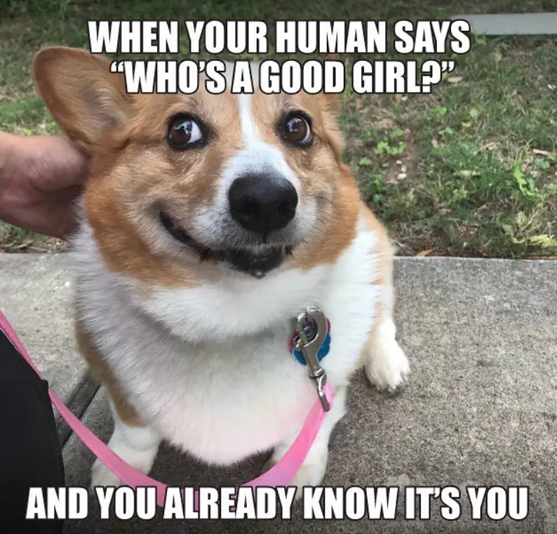 photo of smiling Corgi with a text 