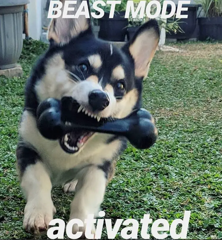 Corgi with a bone toy in its mouth while running in the yard photo with a text 