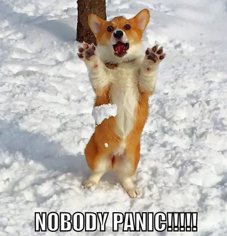 Corgi dog standing up with its shock expression in the snow photo with a text 