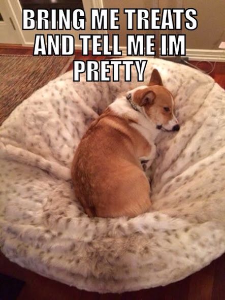Corgi sleeping on its bed photo with a text 
