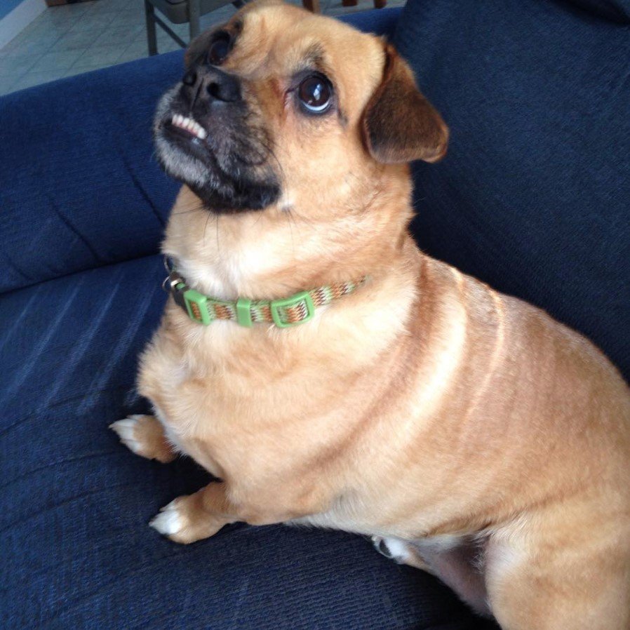 corgi cross pug