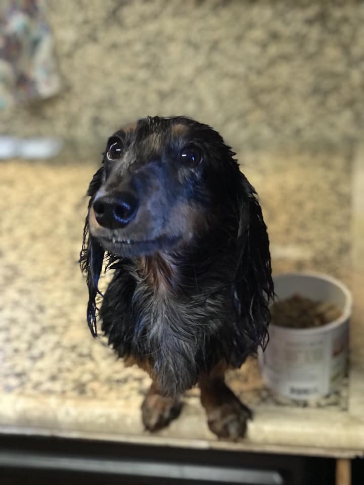 A wet Dachshund sitting on top of the counter while looking up